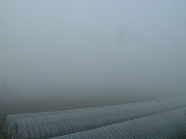 こんな日もありました～社窓からの景色・冬～…霧が濃ゆい！
